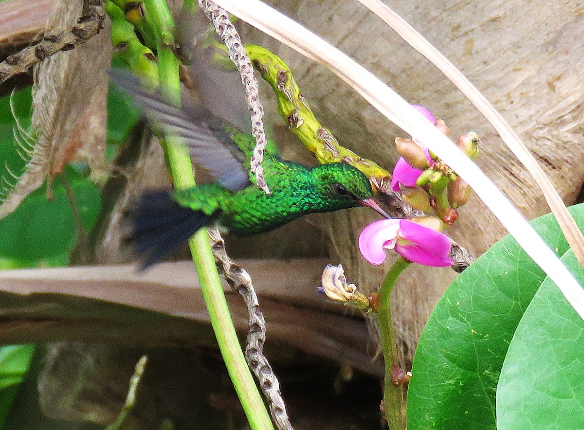 Canivet's Emerald (Canivet's) - ML646595991