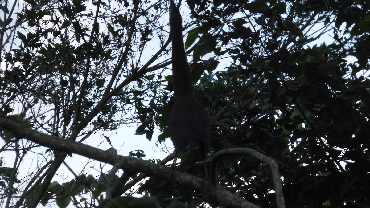 Rufescent Tiger-Heron - ML646595995