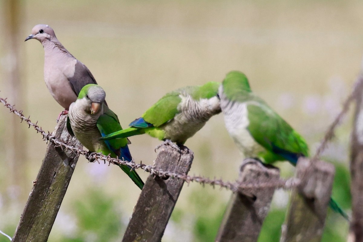 Калита сіроволий - ML646595997