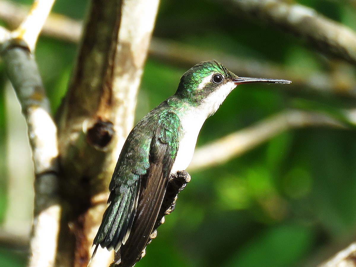 Canivet's Emerald (Canivet's) - ML646595999