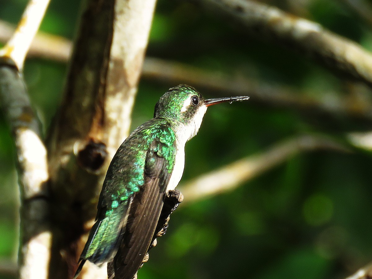 Canivet's Emerald (Canivet's) - ML646596000