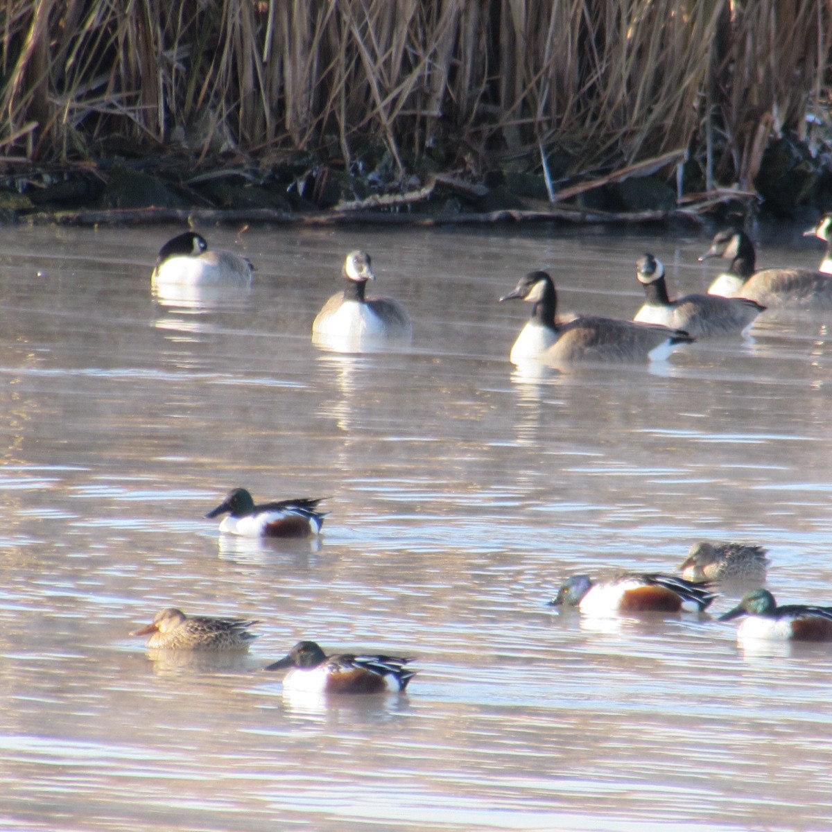 Широконоска - ML646596010