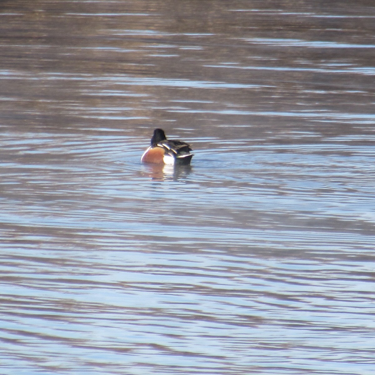 Широконоска - ML646596011