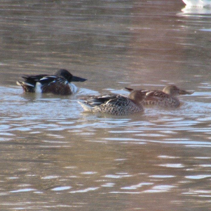 Широконоска - ML646596012