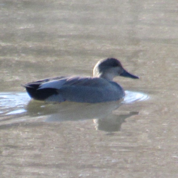 Серая утка - ML646596028