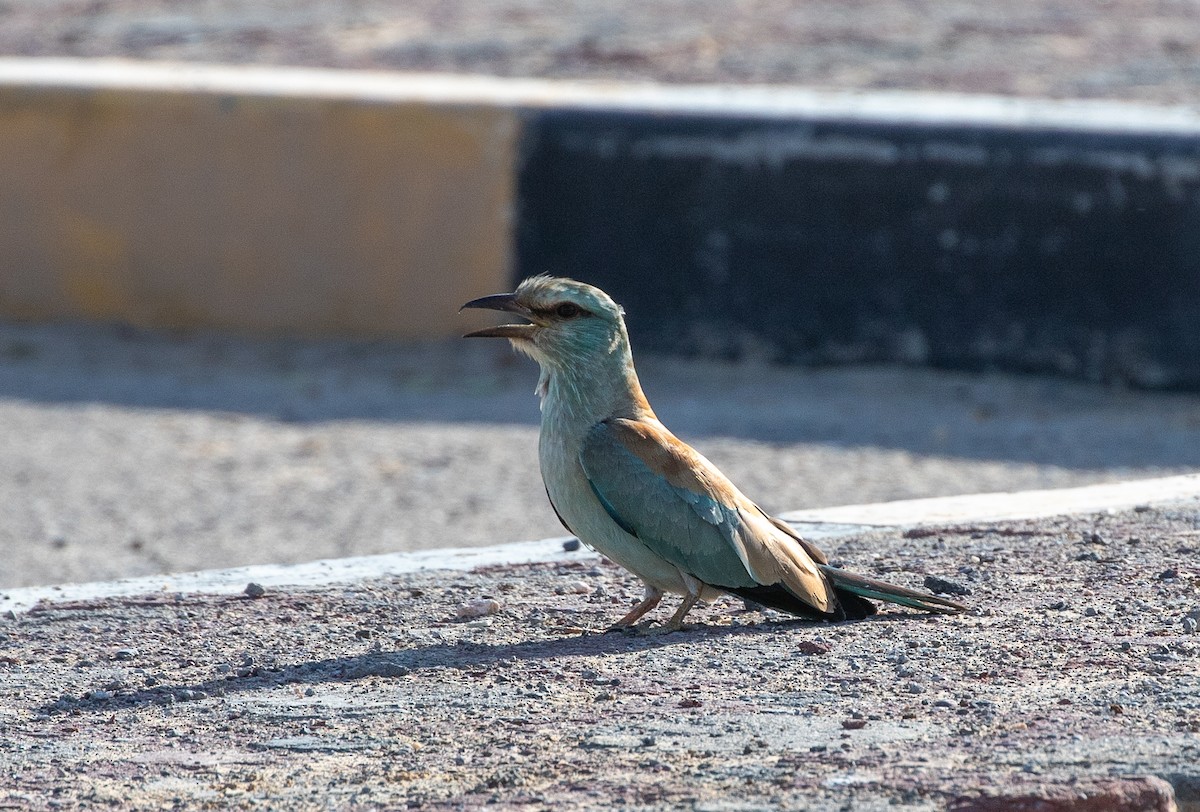 European Roller - ML646596029