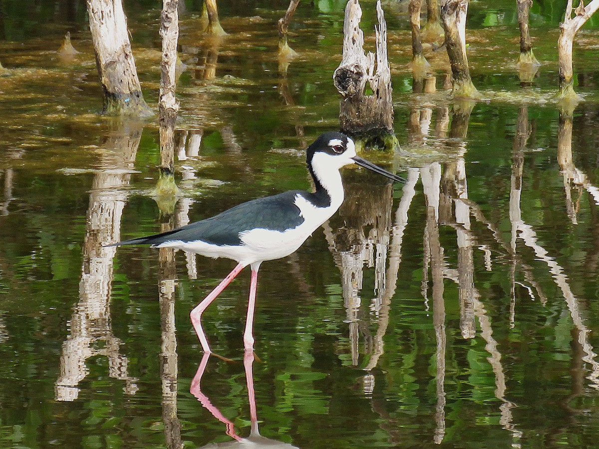 Black-necked Stilt - ML646596032