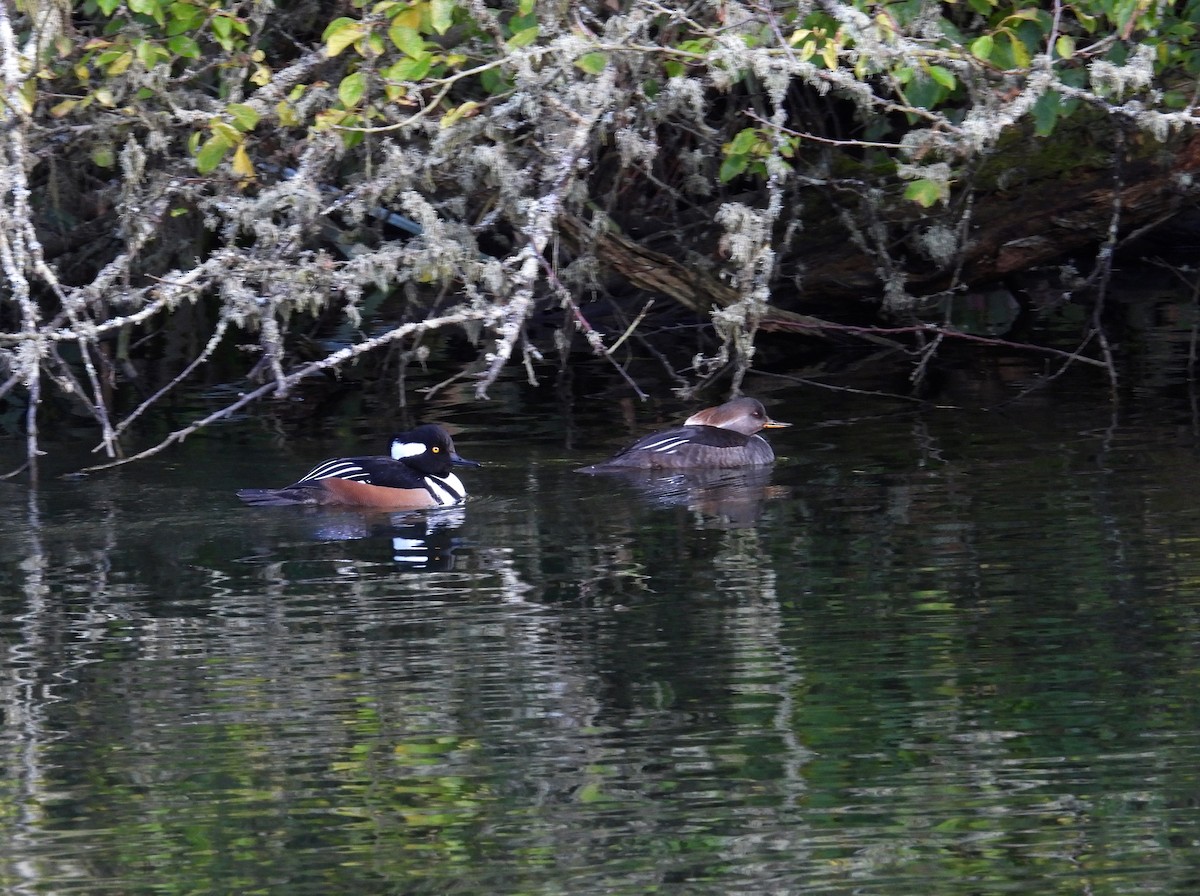 Hooded Merganser - ML646596033