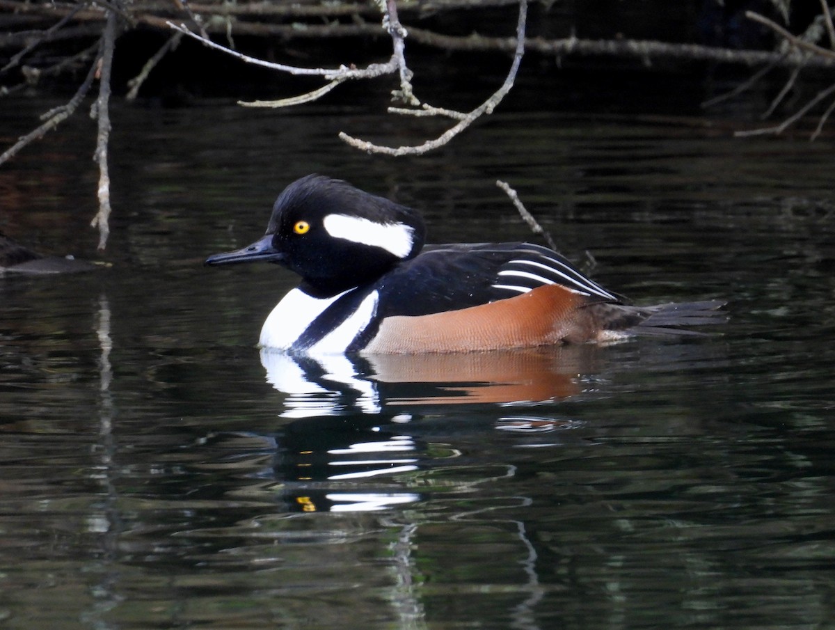 Hooded Merganser - ML646596037