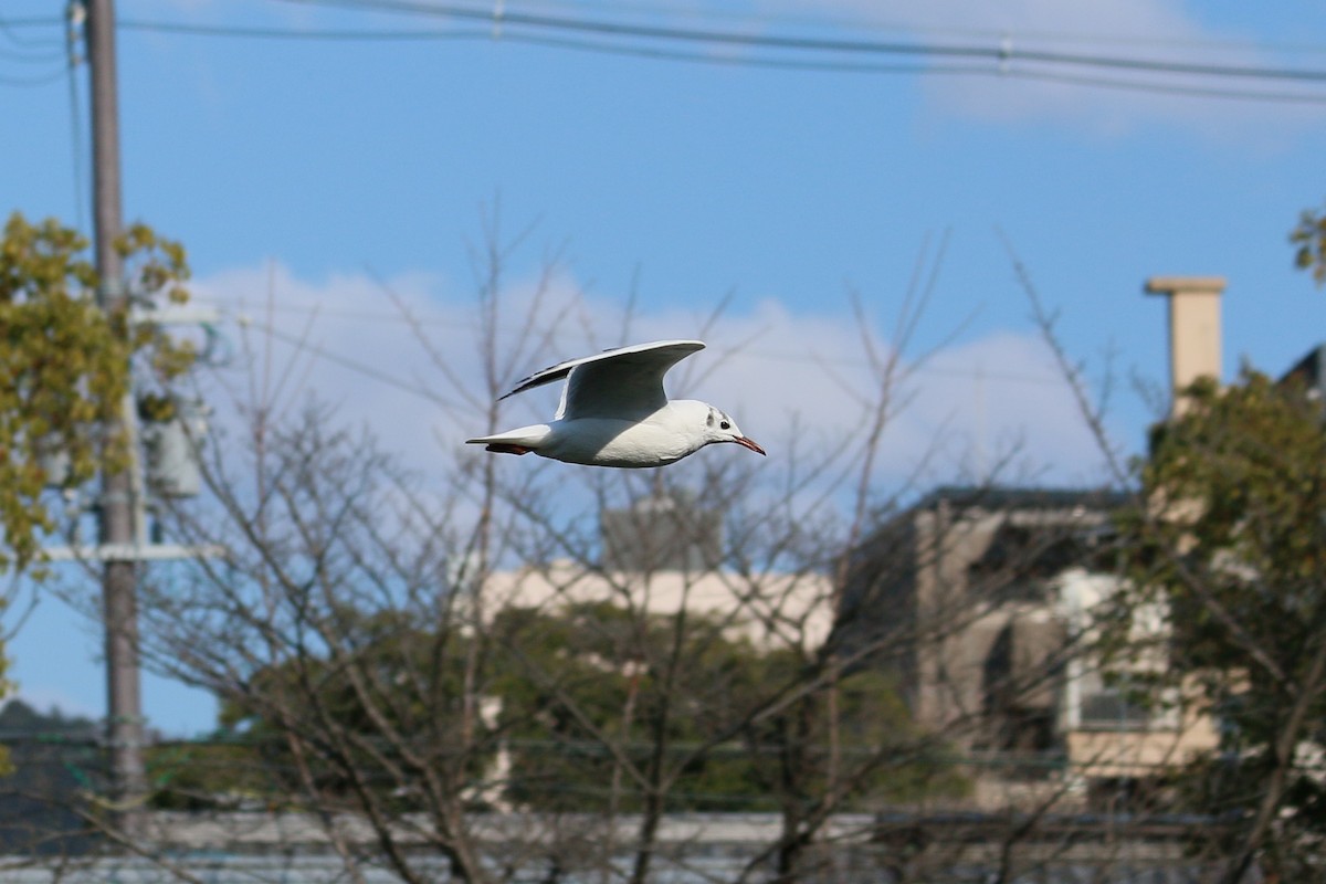 紅嘴鷗 - ML646596039