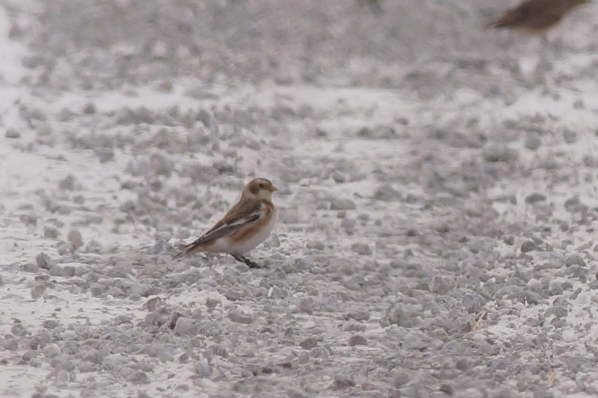 Цасч хөмрөг - ML646596040