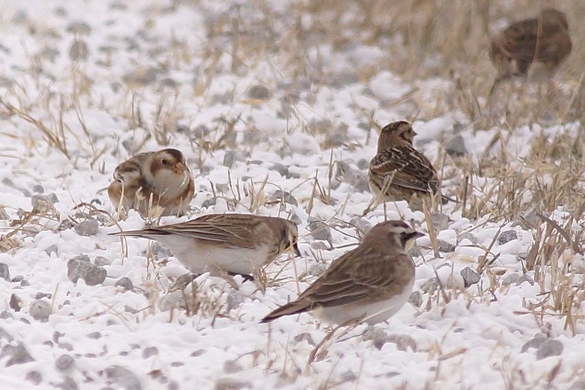 Цасч хөмрөг - ML646596041