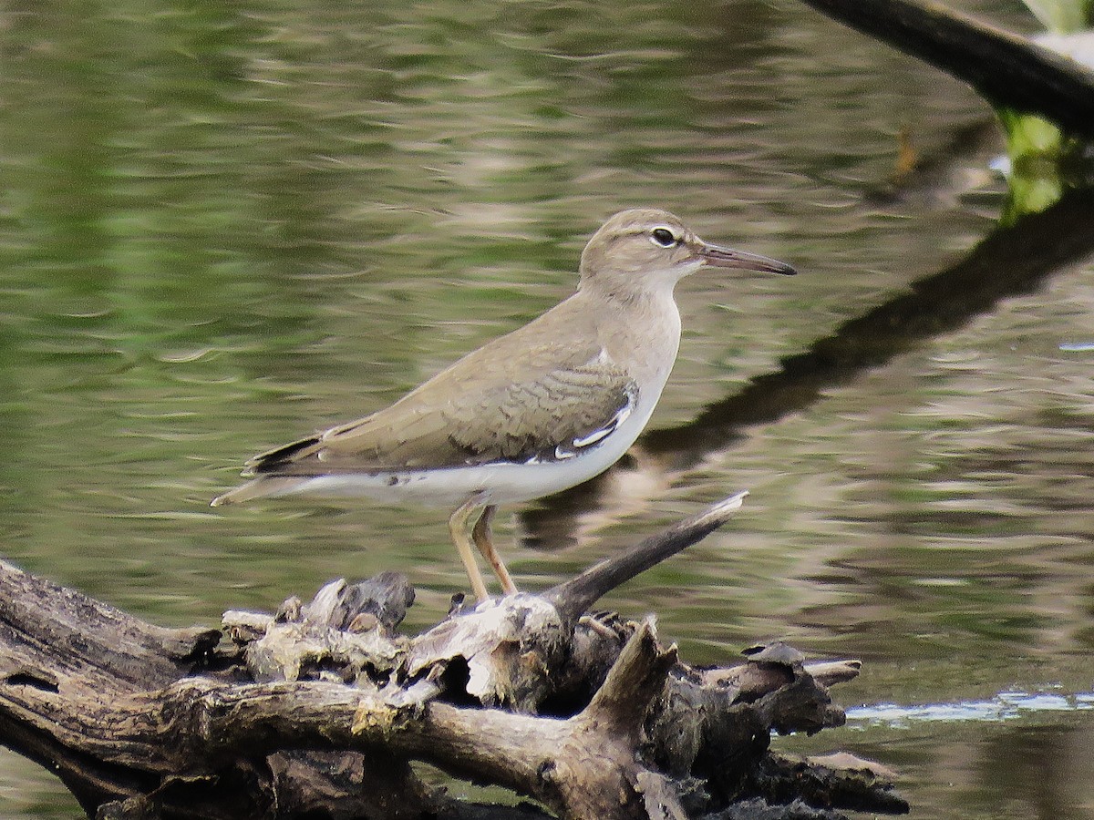 Spotted Sandpiper - ML646596065