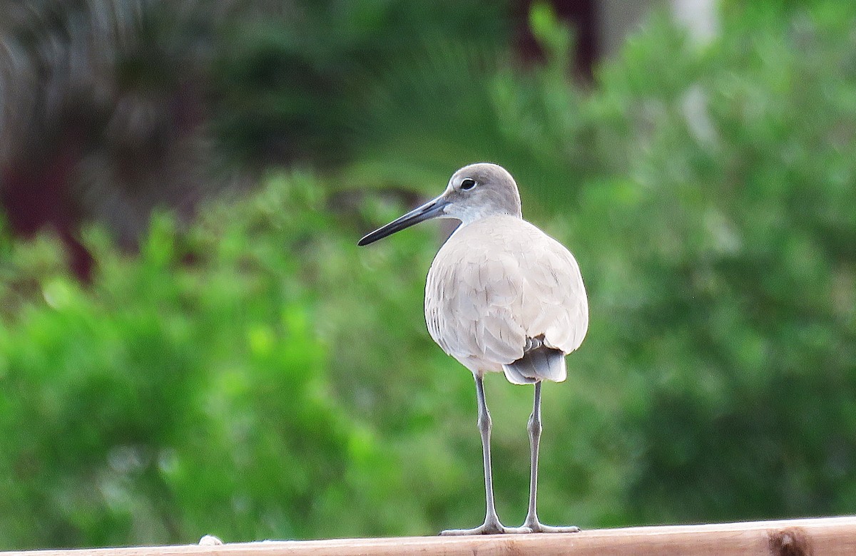 Willet - ML646596082