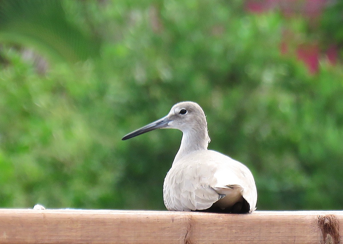 Willet - ML646596084