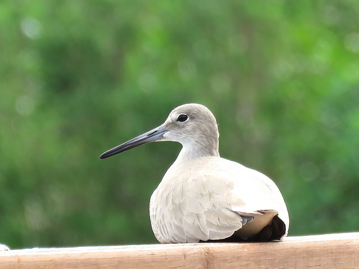 Willet - ML646596085