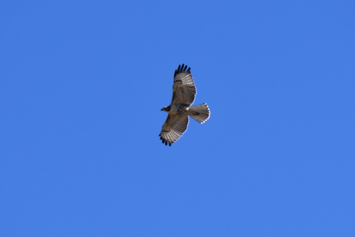 Red-tailed Hawk - ML646596086