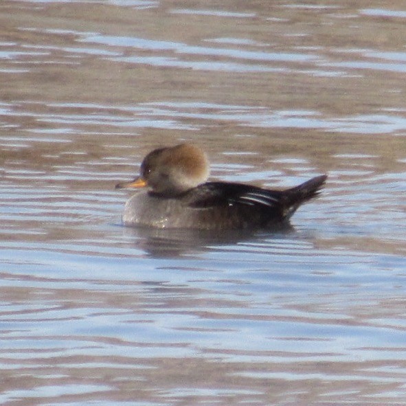 Капюшоновый крохаль - ML646596092