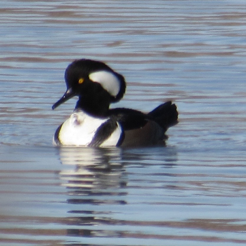 Капюшоновый крохаль - ML646596093