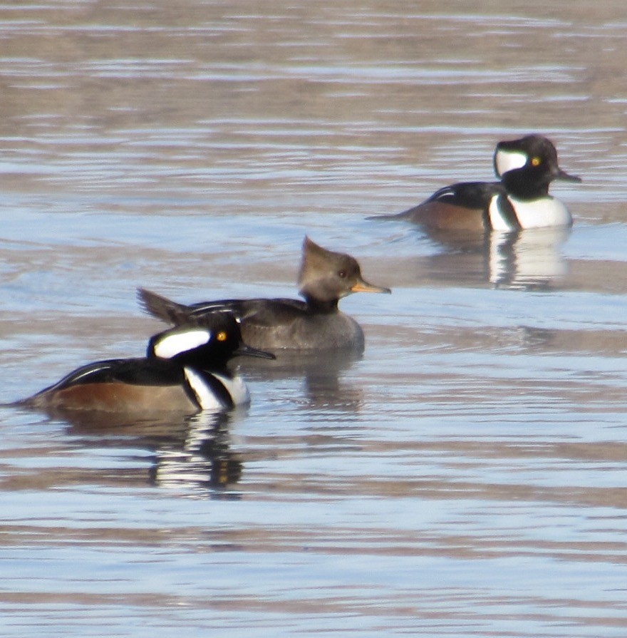 Капюшоновый крохаль - ML646596094