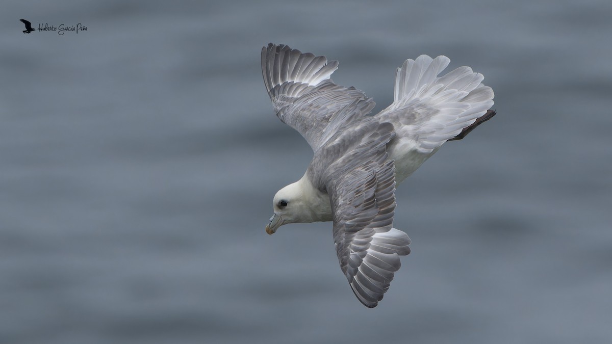Northern Fulmar - ML646596095