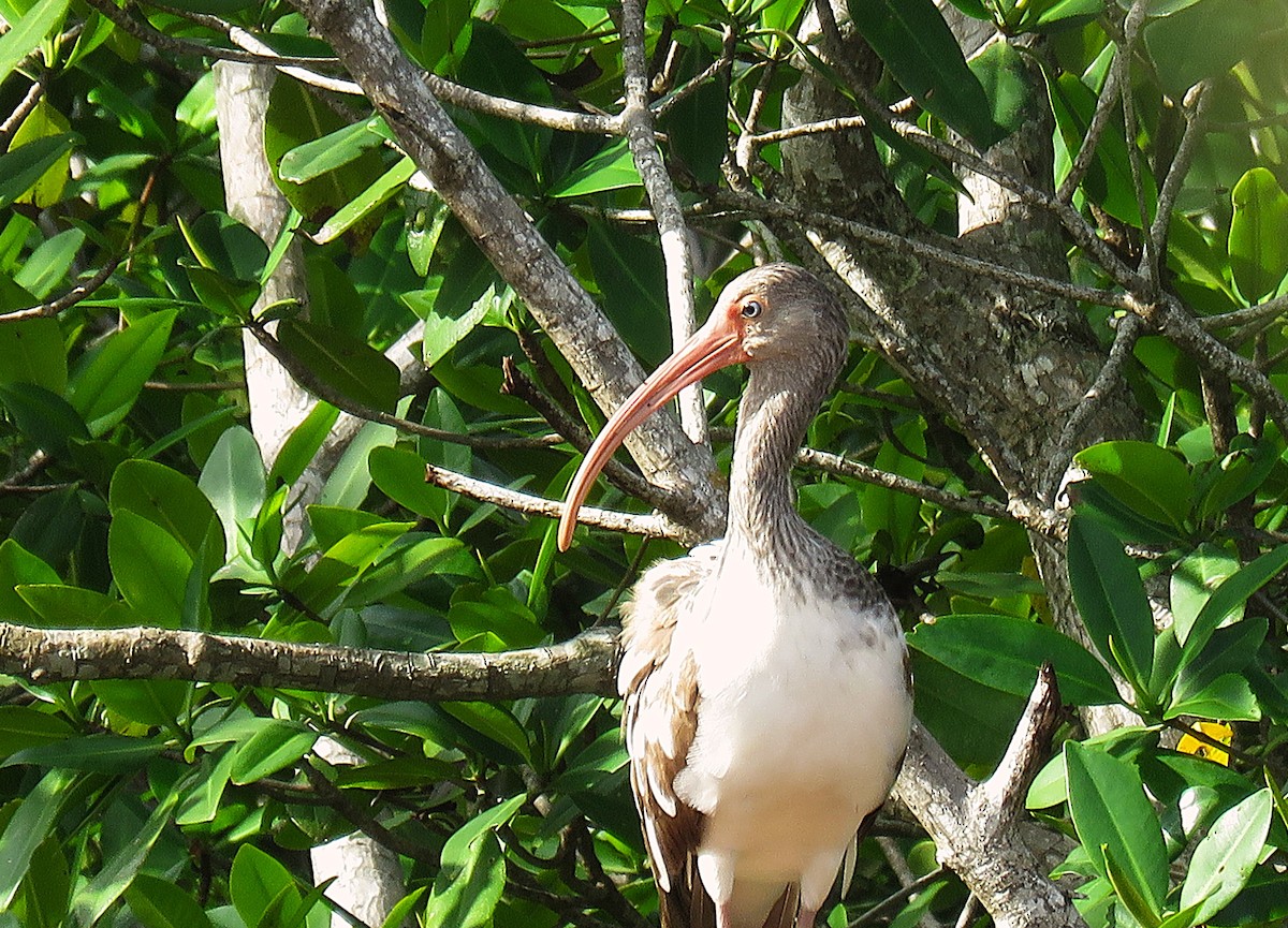White Ibis - ML646596096