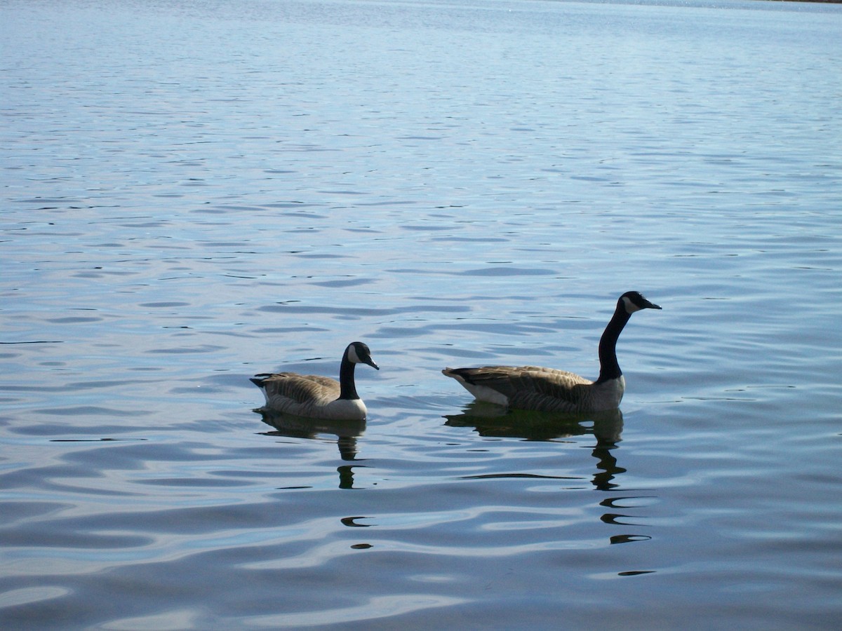 Kanada Kazı - ML646596097