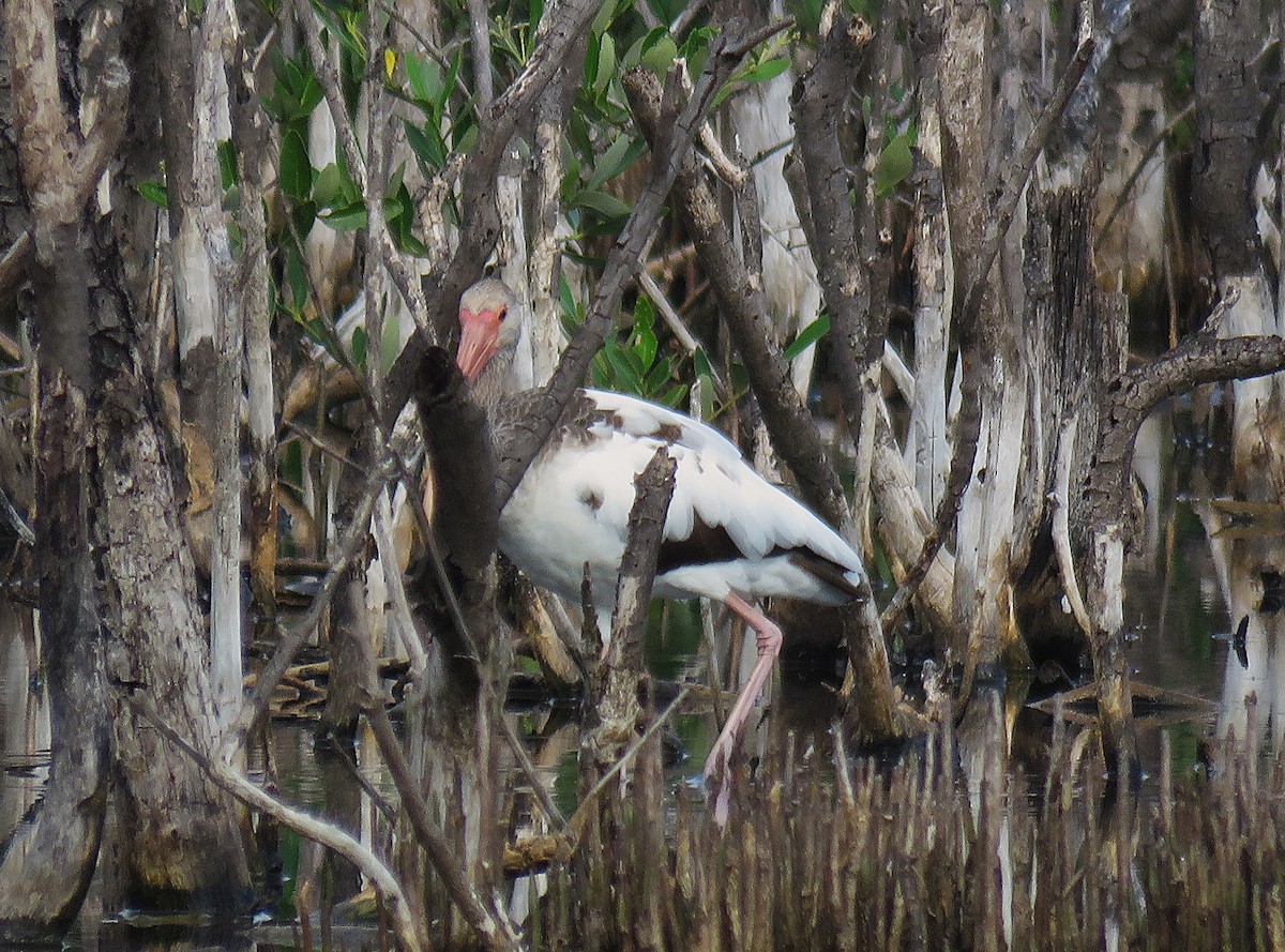 White Ibis - ML646596098