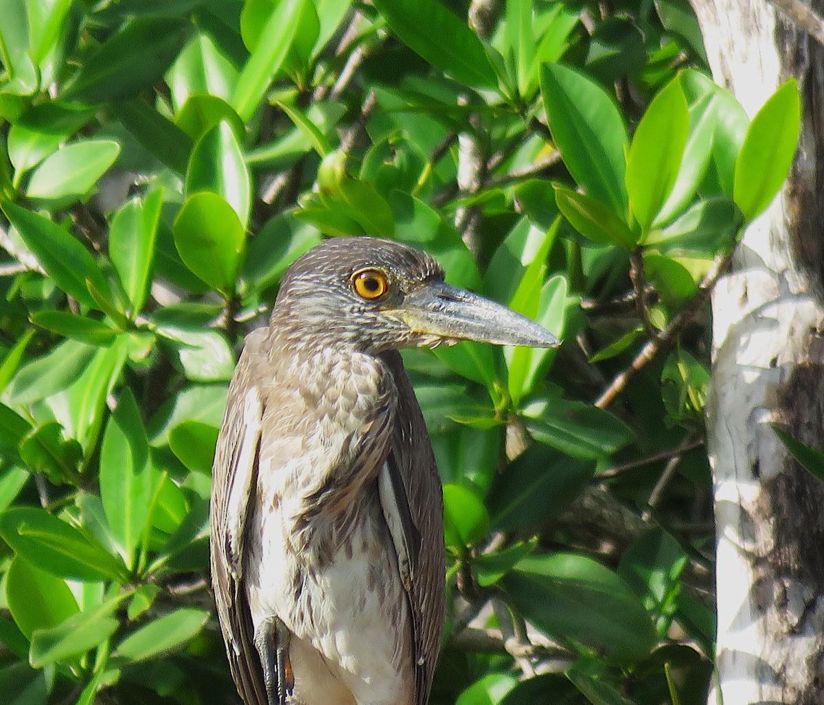 Yellow-crowned Night Heron - ML646596103