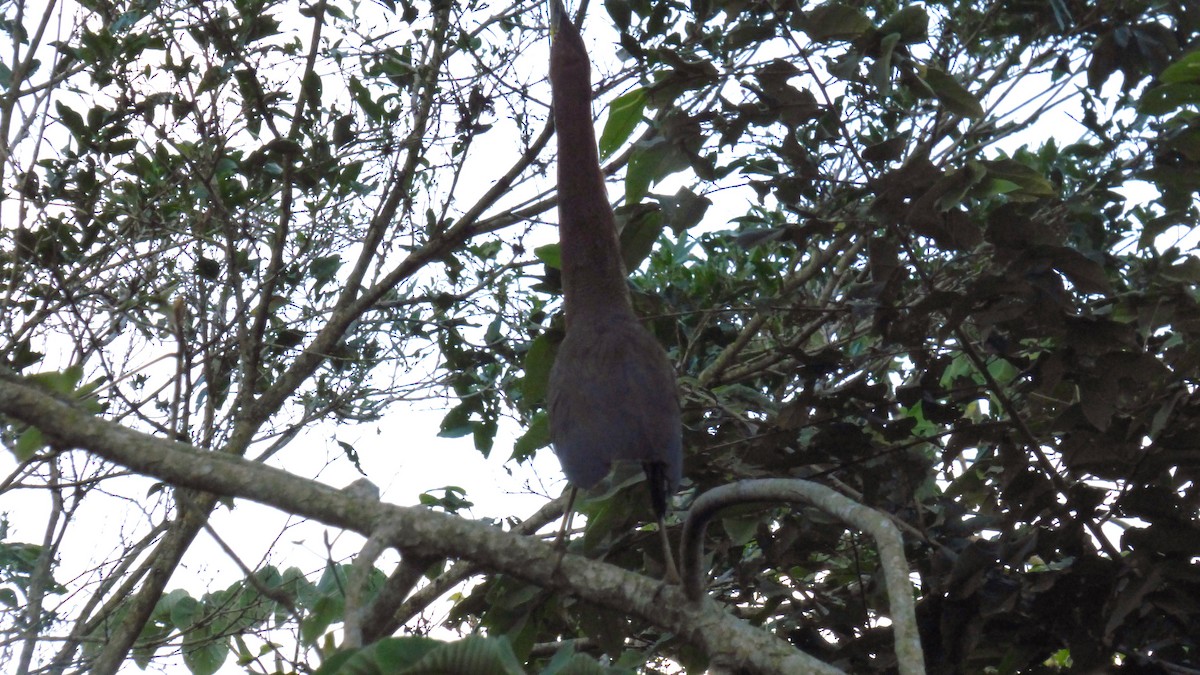 Rufescent Tiger-Heron - ML646596106