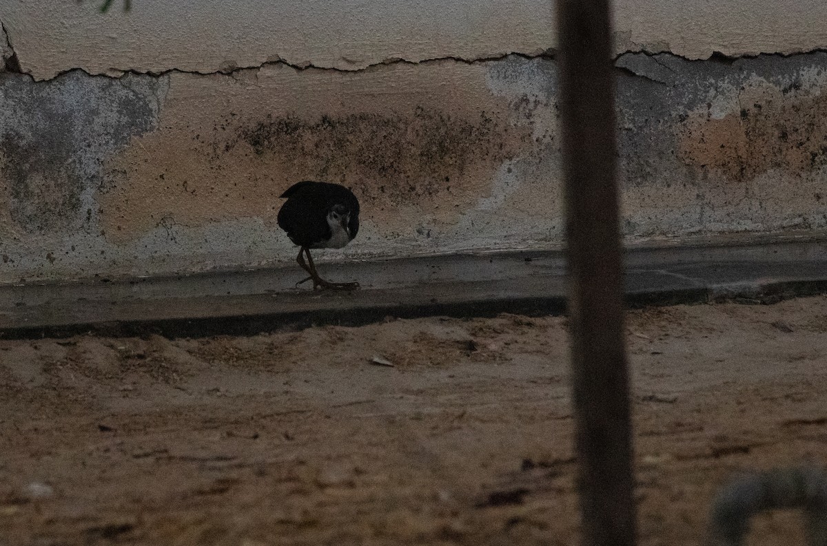 白腹秧雞 - ML646596107