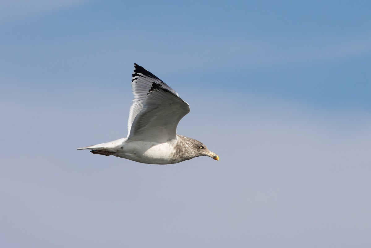 American Herring Gull - ML646596108