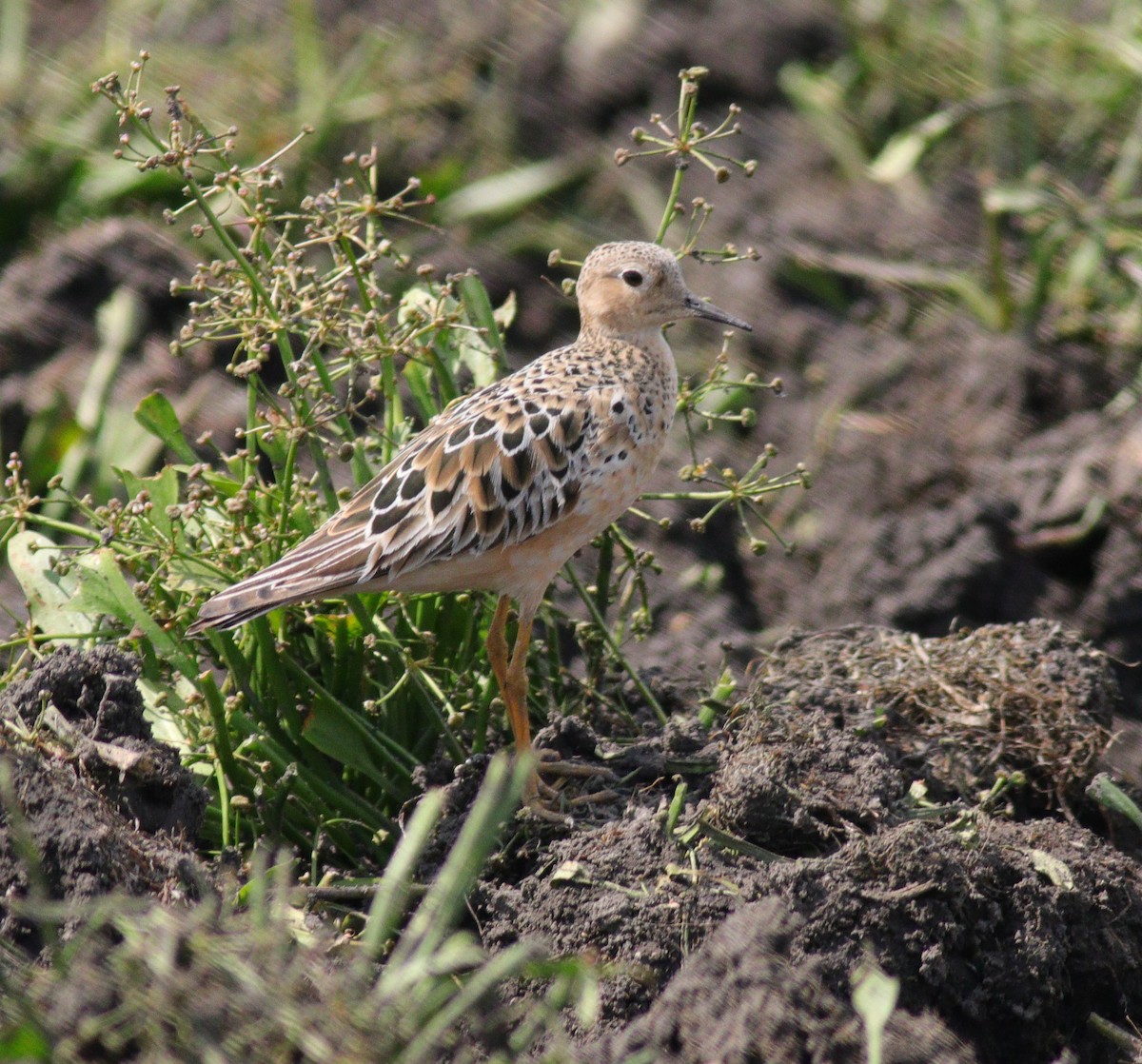 Grasläufer - ML64659611