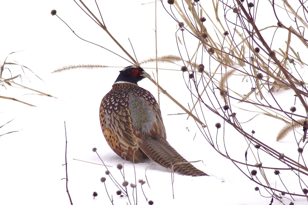 Зэрлэг гургуул - ML646596110