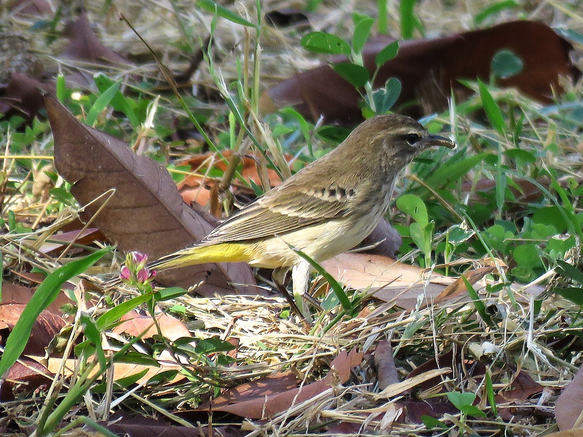 Palm Warbler (Western) - ML646596115