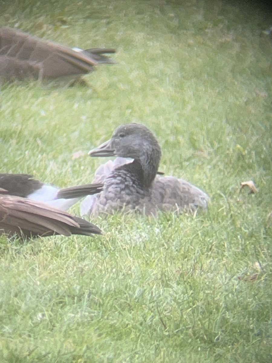 Snow Goose - ML646596116