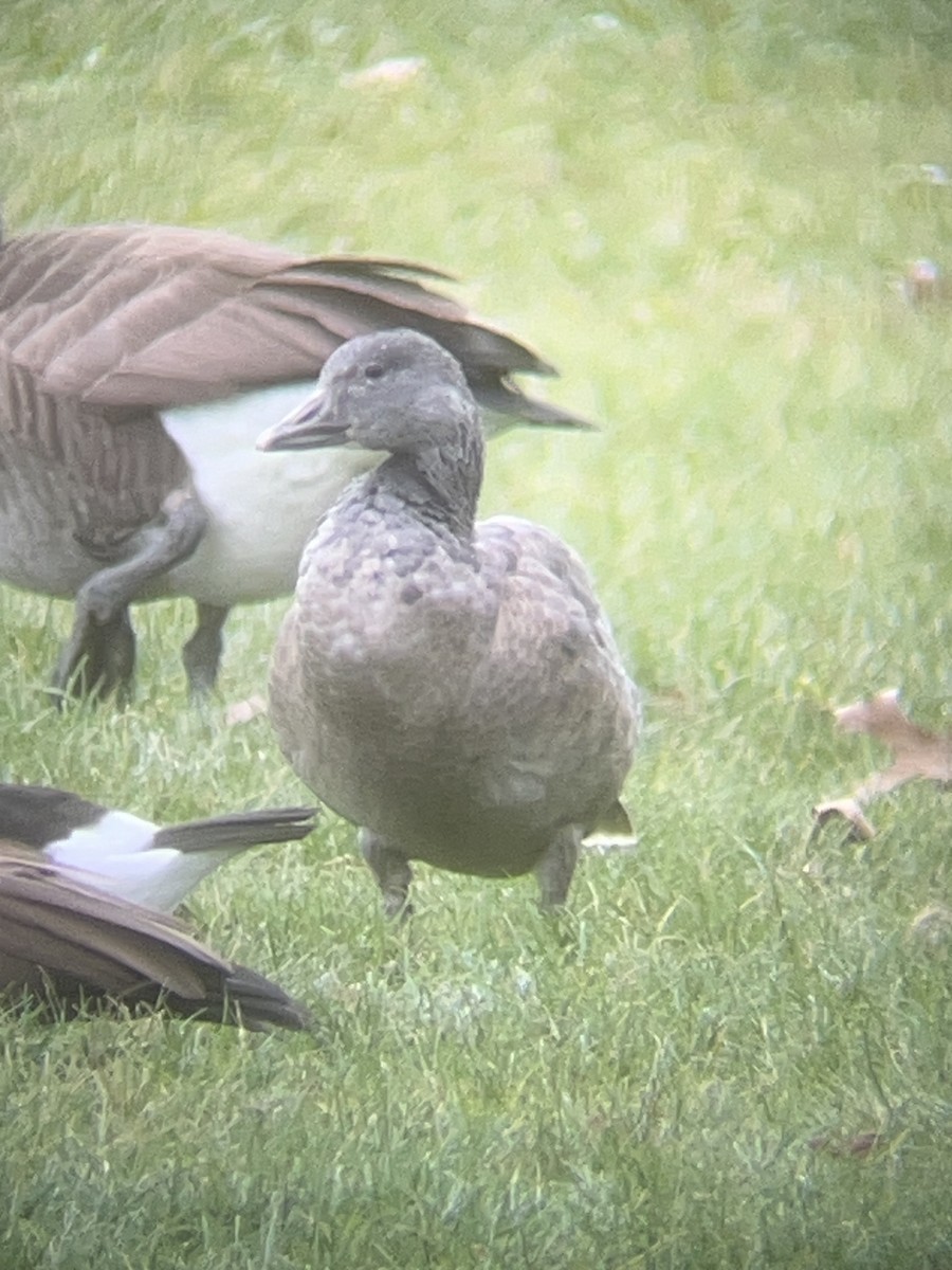 Snow Goose - ML646596118