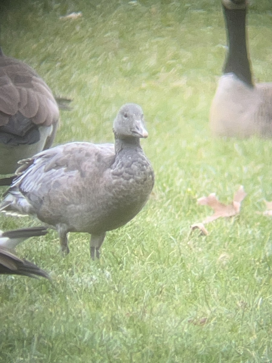 Snow Goose - ML646596119