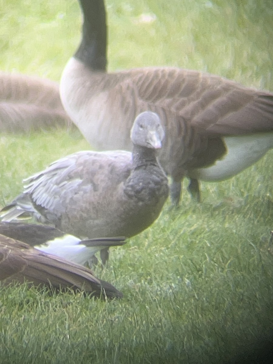 Snow Goose - ML646596120