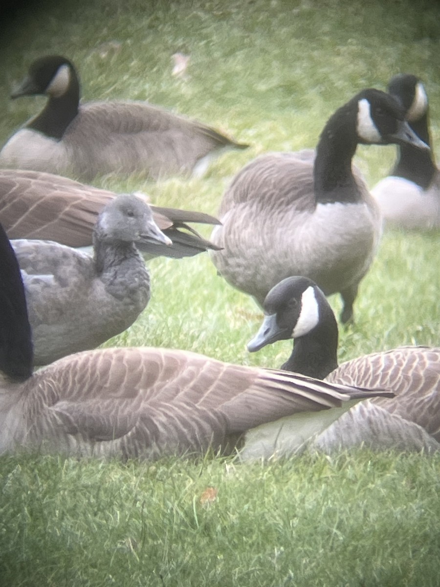 Snow Goose - ML646596121