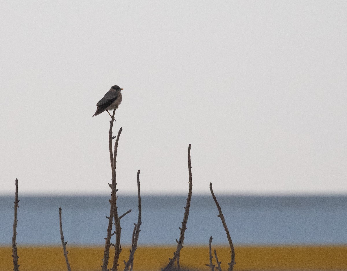 黑冠椋鳥 - ML646596122