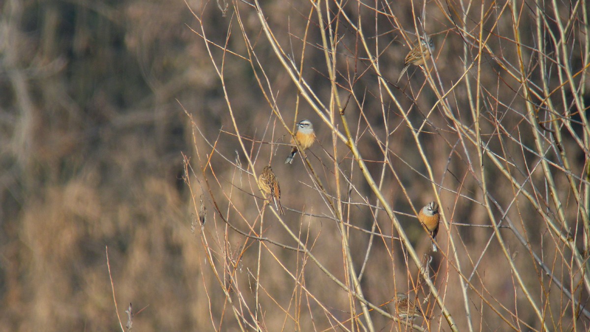 גיבתון סלעים - ML646596130