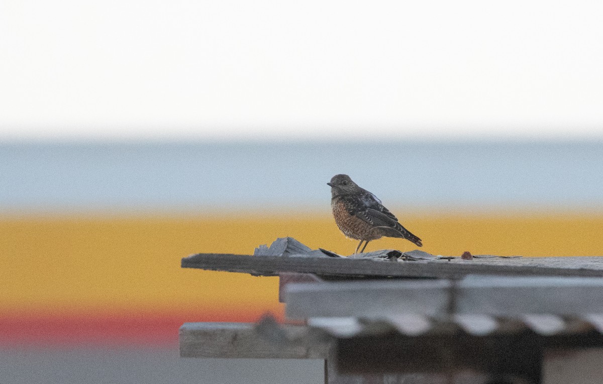 Rufous-tailed Rock-Thrush - ML646596132