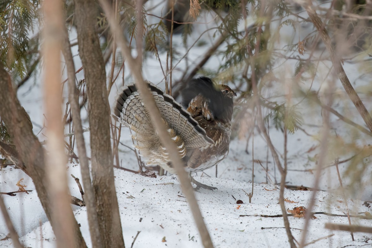 jeřábek kanadský - ML646596133