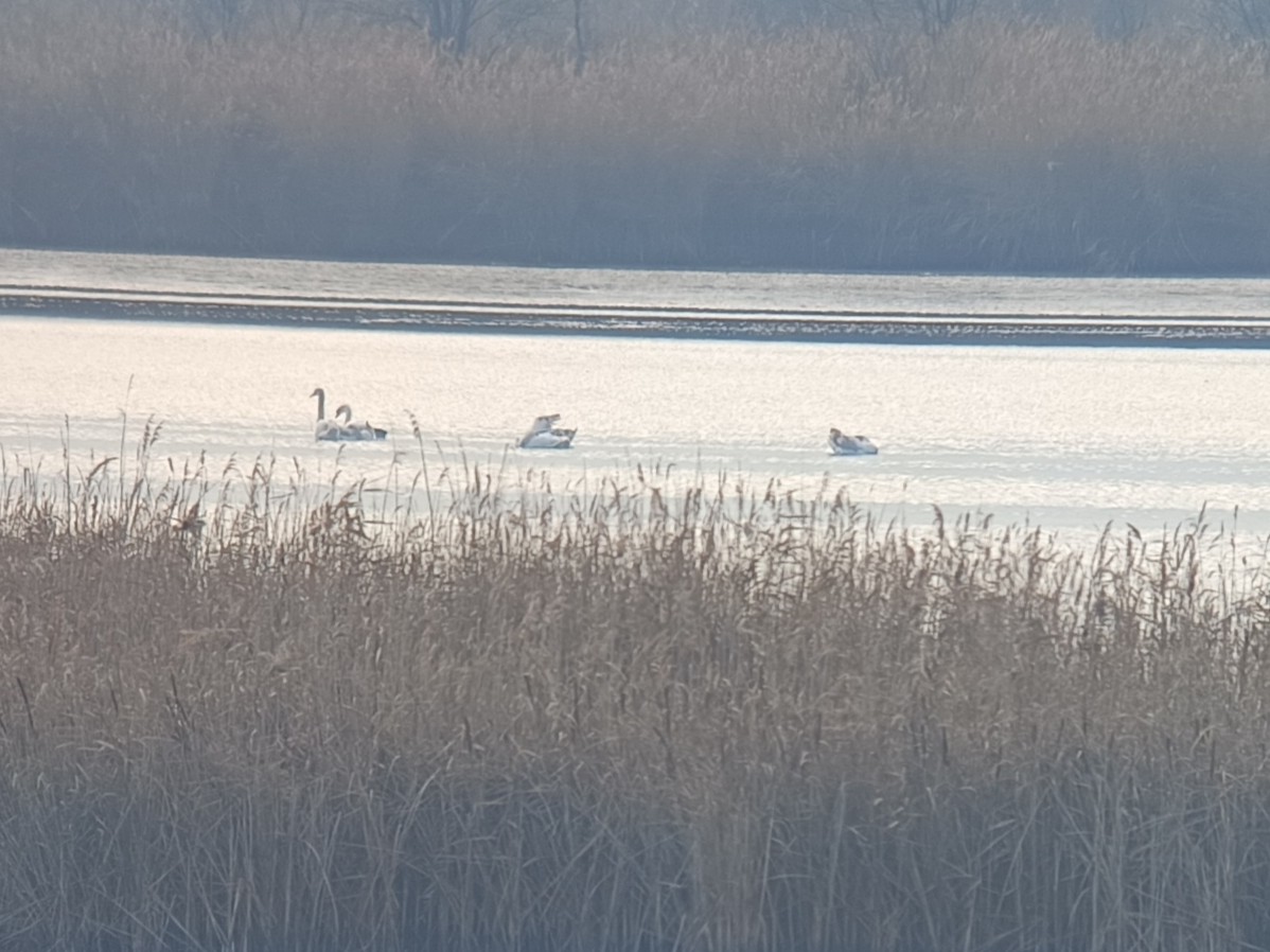 Хуруут хун - ML646596134