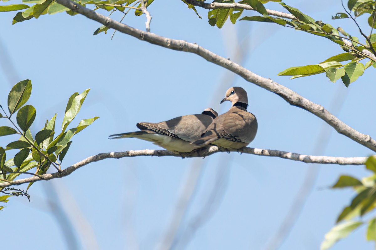 Vinaceous Dove - ML646596135