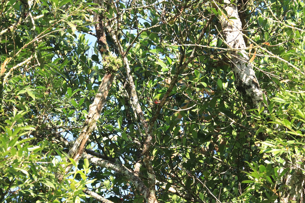 Red-fronted Parrotlet - ML646596136