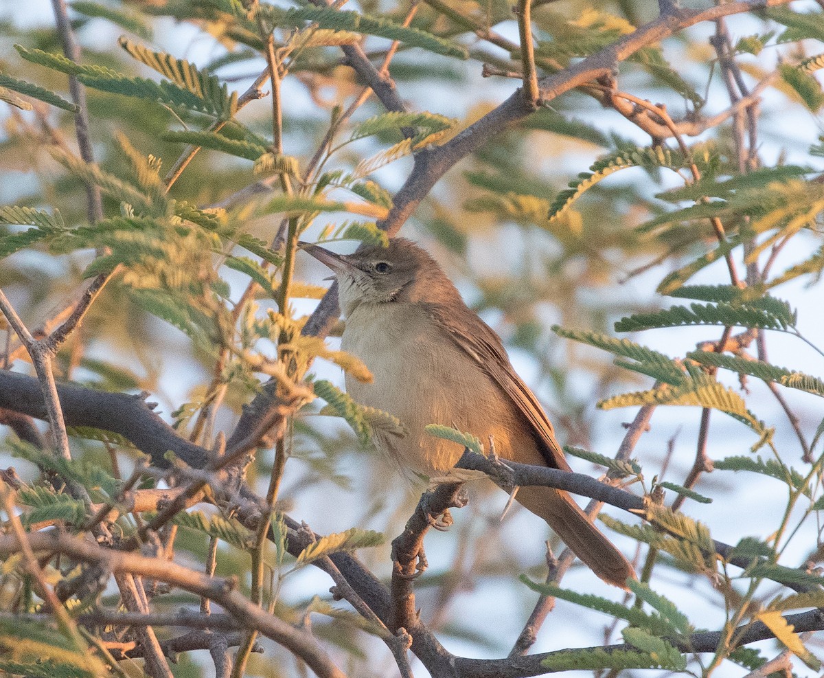 Clamorous Reed Warbler (Brown) - ML646596137