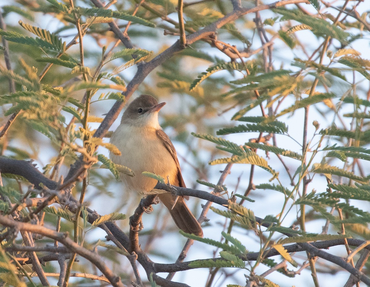 Clamorous Reed Warbler (Brown) - ML646596138