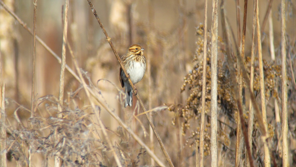 Reed Bunting - ML646596146